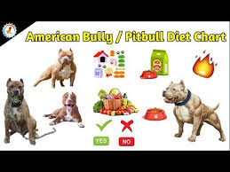 American Bully Pitbull Diet Chart Dog Diet Food At Mix