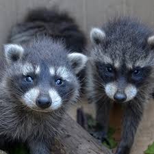 What is the best way to get rid of raccoons? How To Get Rid Of Raccoons Updated For 2021