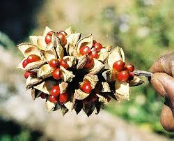 Image result for Melianthaceae