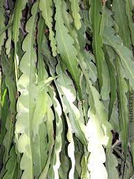 Orchid cacti take a long time (around 5 years) to grow flowers if you plant them from the seeds. Elegant Epiphyllum French Gold Orchid Cactus Kens Nursery