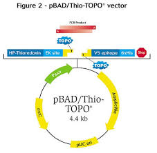 With so many pbad vectors to choose from, you're sure to find one that fits your needs. Pbad Topo Thiofusion Expression Kit