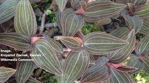Although the plants bear small white flowers these are not the reason the plants are grown. Jewel Orchid Ludisia Discolor Care And Growing Guide