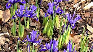 Hier findet ihr videos zum thema gärtnern im frühling. Garten Im Fruhjahr Die Wichtigsten Arbeiten Ndr De Ratgeber Garten