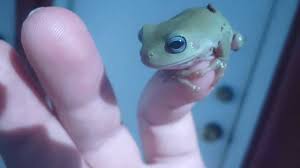 Check spelling or type a new query. Blue Eyed Whites Tree Frog Out For Some Sun Youtube