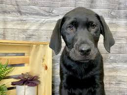 It may be reserved with strangers unless very well socialized as puppies. Labrador Retriever Dog Yellow Id 3182556 Located At Petland