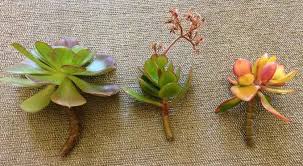 Water the succulent several days in advance of propagation so it will absorb water and nutrients as well as prepare the plant for you to take cuttings, propagate from leaves and regrow stumps. Water Propagation For Succulents A How To Guide Succulent Plant Care