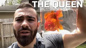 Brutus The BRUTAL Goldfish
