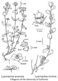 Image result for Lysimachia arvensis