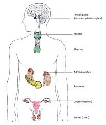 It includes a basic introduction to the science and history of chemistry along with illustrations. Endocrine System Organs Glands Hormones And Metabolism