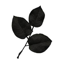 Jss Oohhlala Rose Leaves 1 Black Png Liked On Polyvore Featuring Flowers Black Leaves Backgrounds And Foliage Rose Leaves Clothes Design Women