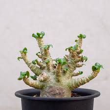 アデニウム 獅子葉の通信販売 ネットショップ 観葉植物 多肉植物 塊根植物の通販 ネットショップの The Farm Universal Online Store