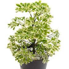 The Leaves Of Aralia Plant Come In Green Gold And In Cream Color This Plant Is Poisonous So One Should Take Proper C Indoor Plants Plants Plant Stand Indoor