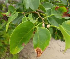 Image result for Hymenaea