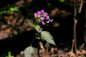 Image result for Dicliptera pumila