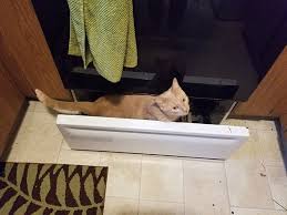 Evde Girmedigi Yer Kalmayan Kedi Oliver Ajanimo