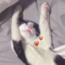 Iconos Goals Perrones In 2020 Cat Icon Cute Cat Memes Cute Love Memes