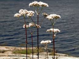 Image result for Valeriana capensis