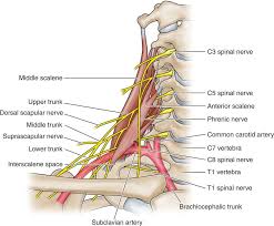 image result for cervical spine nerve roots vertebral