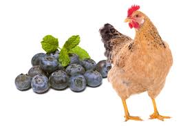 Dec 02, 2020 · strawberries are perfectly safe for your chickens, in moderation, of course. Can Chickens Eat Blueberries Are They Safe Or Bad For Chickens