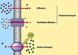 Pin By Dustinlee14 Biology On Proteins Cell Biology Biology College Science Cells