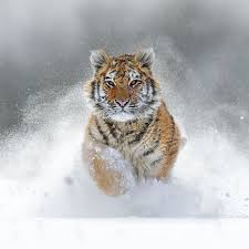 Este matrimonio se prolonga durante muchos años. Reportajes Y Fotografias De Tigre En National Geographic