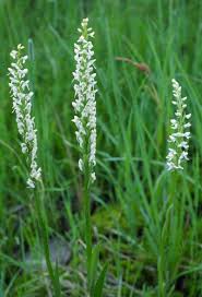 Image result for Platycoryne buchananiana