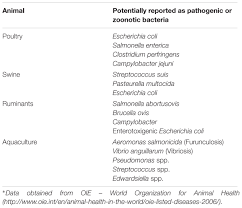 Official instagram of the scp wiki; Frontiers Benefits And Inputs From Lactic Acid Bacteria And Their Bacteriocins As Alternatives To Antibiotic Growth Promoters During Food Animal Production Microbiology
