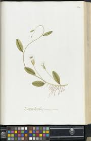 Image result for Aniseia martinicensis