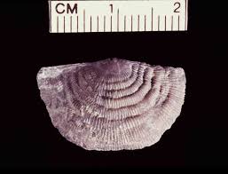 Image result for Pavetta lasiobractea