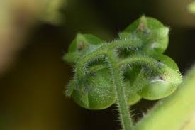 Image result for Solanum memphiticum