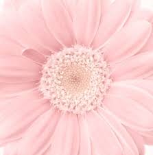 Check out our pastel pink flower selection for the very best in unique or custom, handmade pieces from our shops. Prettylittlepez Flower Aesthetic Flowers Photography Pink Flowers