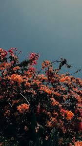 Wallpaper For Iphone Xr Free Rather Wall Free Iphone Wall Wallpaper In 2020 Iphone Wallpaper Tumblr Aesthetic Flower Background Wallpaper Plant Aesthetic