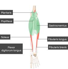 The illustration below shows some of the muscles of the lower extremity. What Is The Anatomical Term For Your Calf Muscle Of The Lower Leg How To Train For Stronger Calf Muscles How To Get Bigger Calves Welcome To The Electronic Human