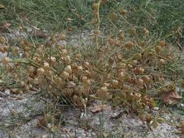 Image result for Physalis angulata