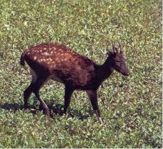 It lives on the visayan island chain. Visayan Spotted Deer Reintroduction Errol Abada Gatumbato