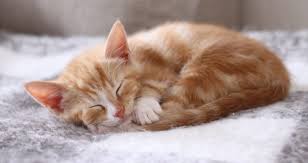 Unique Pet Food Yeni Mama Ozel Mama