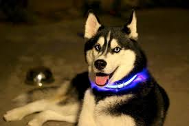 Halo Mini Led Dog Collar Halo Belt Led Belt Led Dog Collar Led Safety Reflective Belt Safety Belt Bike Lights Bike Light