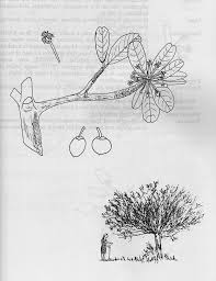 Image result for Manilkara mochisia