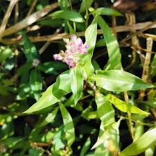 Image result for Floscopa sp.no.1