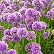 Check spelling or type a new query. Products De Vroomen Garden Products Professional White Flower Farm Allium Millenium Allium Flowers