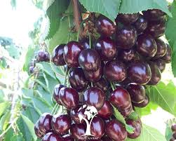 گیلاس خوشه‌ای