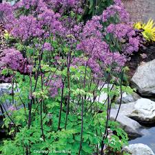 Image result for Thalictrum