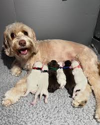 South Carolina Little Doodles(@south_carolina_little_doodles) • Instagram  사진 및 동영상