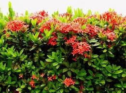 Tanaman bunga hias bunga heuchera/ coral bell. Jenis Tanaman Pagar Hidup Untuk Rumah Anda Bibitbunga Com