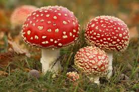 An zuchtmethoden gibt es 2 arten: Wie Erkenne Ich Giftige Pilze