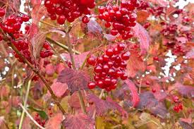 It grows to 15 feet (4.5 m.) tall though. Viburnum Opulus European Cranberrybush