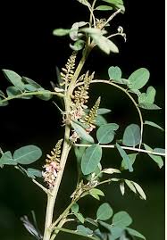 Image result for Indigofera bainesii