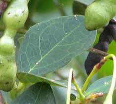 Image result for Maerua angolensis