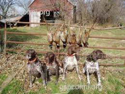 All puppies will be vet checked and started The German Shorthaired Pointer Club Of Michigan