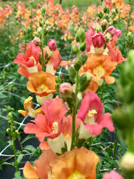 Maybe you would like to learn more about one of these? Apex Flower Farm Florist Service For Apex And Cary Nc